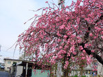 sakura002.jpg